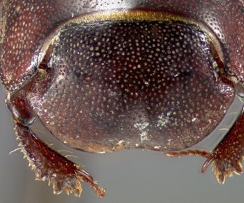 Media type: image;   Entomology 23554 Aspect: head dorsal view